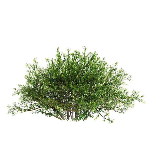Beyaz arkaplanda izole edilmiş Ilex Crenata çalılarının 3d çizimi