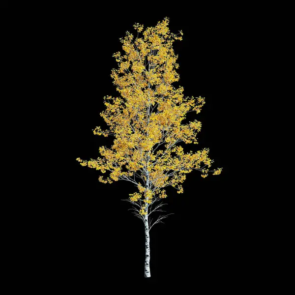 stock image 3d illustration of Populus Tremuloides tree isolated on black background