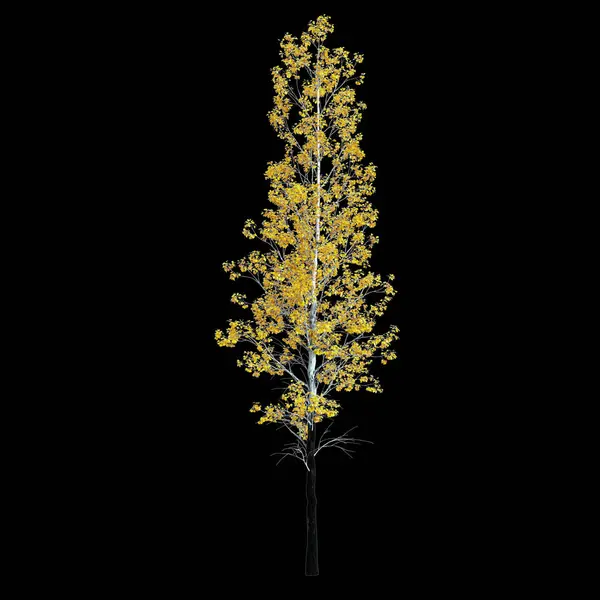 stock image 3d illustration of Populus Tremuloides tree isolated on black background