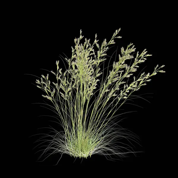 Stock image 3d illustration of cymbopogon ambiguus bush isolated on black background