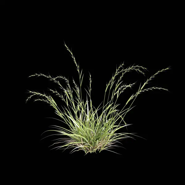 stock image 3d illustration of Microlaena stipoides bush isolated on black background