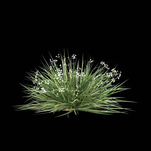 stock image 3d illustration of Libertia paniculata bush isolated on black background