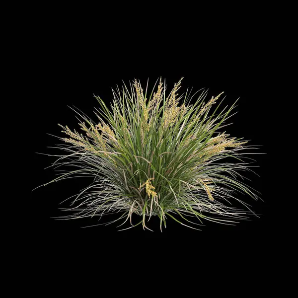 Lomandra Longifolia çalılığının siyah arka planda izole edilmiş 3D çizimi