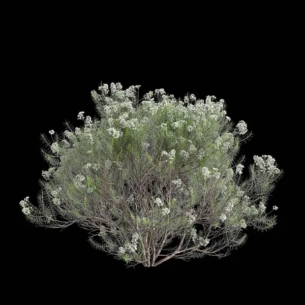 stock image 3d illustration of Cassinia aculeata bush isolated on black background