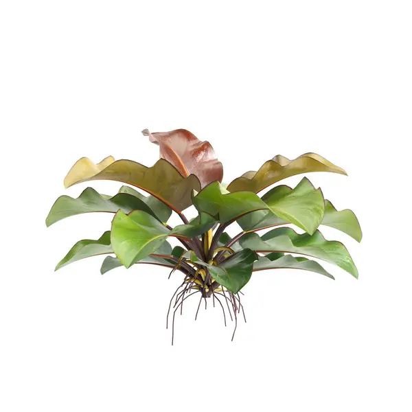 Stock image 3d illustration of Philodendron Rojo congo bush isolated on black background