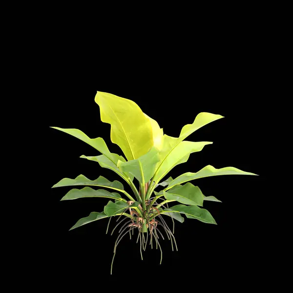 stock image 3d illustration of Philodendron moonlight isolated on black background