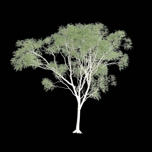 stock image 3d illustration of Corymbia aparreinja isolated on black background