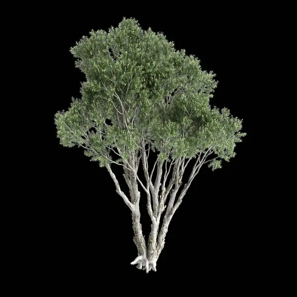 stock image 3d illustration of Melaleuca quinquenervia tree isolated on black background