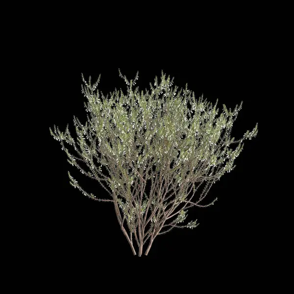 stock image 3d illustration of Epacris impressa tree isolated on black background