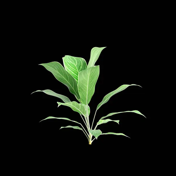 stock image 3d illustration of Aglaonema Nitidum bush isolated on black background