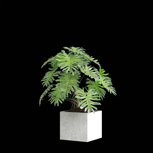 stock image 3d illustration of Thaumatophyllum bipinnatifidum plant isolated on black background