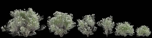 stock image 3d illustration of set Cassinia aculeata bush isolated on black background