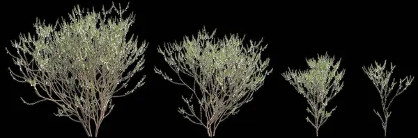 stock image 3d illustration of set Epacris impressa tree isolated on black background