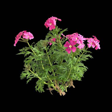 Çalı bezi tenerasının üç boyutlu çizimi siyah arkaplanda izole edilmiş.