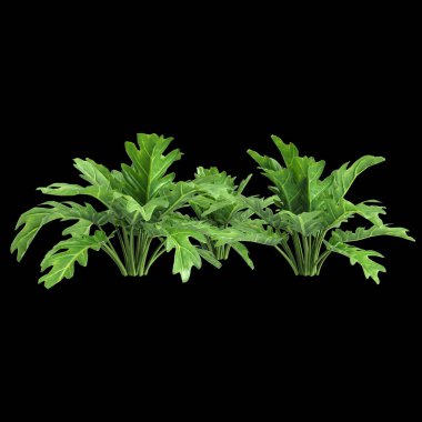 Çalı filodendron xanadu 'nun üç boyutlu çizimi siyah arkaplanda izole edildi