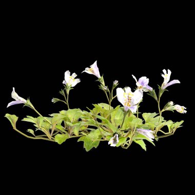 Çalı mazus pompasının üç boyutlu çizimi siyah arkaplanda izole edilmiş.