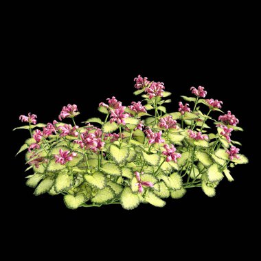 Çalı Lamium maculatum 'un üç boyutlu çizimi siyah arkaplanda izole edildi