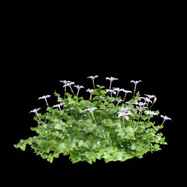 Çalı Isotoma fluviatilis 'in üç boyutlu çizimi siyah arkaplanda izole edildi