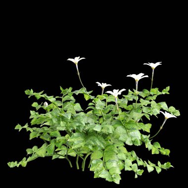 Çalı Isotoma fluviatilis 'in üç boyutlu çizimi siyah arkaplanda izole edildi