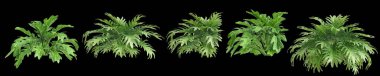 Çalı filodendron xanadu siyah arkaplanda izole edilmiş 3d illüstrasyon