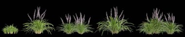 Siyah arka planda izole edilmiş Liriope Muscari varyasyonunun 3D çizimi