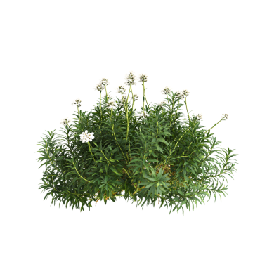 İberis sempervirens 'in siyah arka planda izole edilmiş 3D çizimi