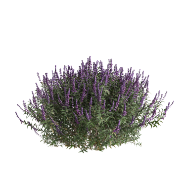 3d illustration of bush Salvia leucantha isolated on transparent background