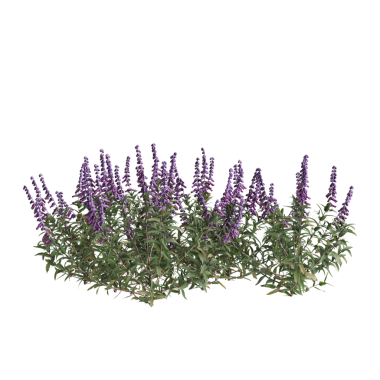 3d illustration of bush Salvia leucantha isolated on transparent background