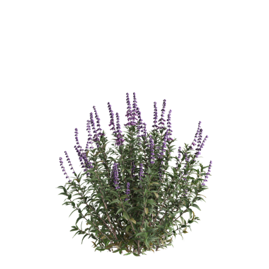 3d illustration of bush Salvia leucantha isolated on transparent background