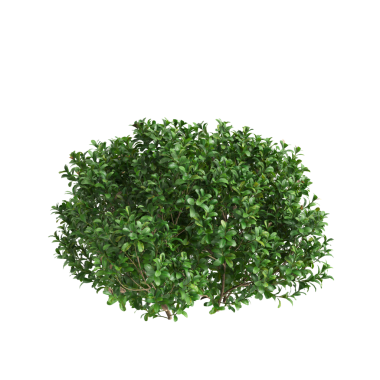 3d Illustration of Buxus Microphylla Green Shrub isolated on transparent background