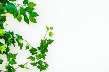 Beyaz arka planda yeşil yapraklar. Yeşil yapraklı beyaz bir arka plan. Beyaz arka planda duran yeşil dalların çerçevesi. Kopyalama alanı