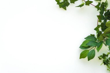 Beyaz arka planda yeşil yapraklar. Yeşil yapraklı beyaz bir arka plan. Beyaz arka planda duran yeşil dalların çerçevesi. Kopyalama alanı