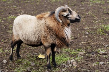  Koç, bighorn koyunu, Mouflon, Ovis orientalis, doğal ortamdaki hayvan. Büyük orman hayvanı. Büyük boynuzlu, yakın çekim memelisi.