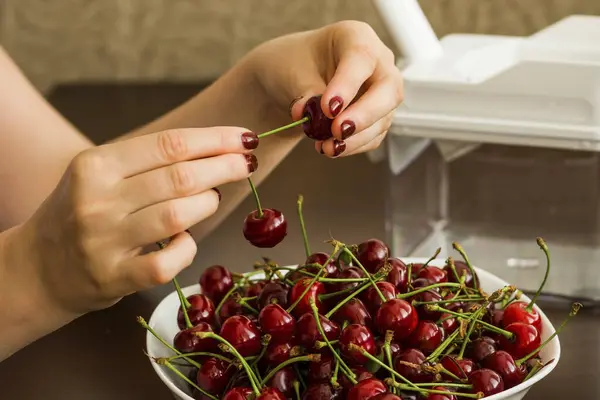 Hands Holding Showing Fresh Picked Organic Cherries Cherry Bowl Processing — Stock Photo, Image