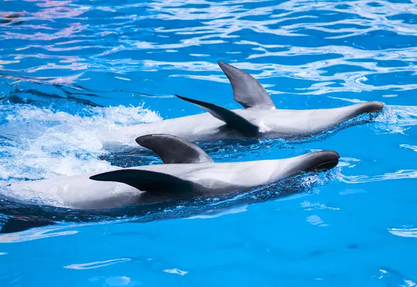 Delfine Schwimmen Delfine Bauch Meerestiere — Stockfoto