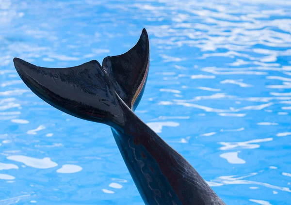 Dolphin tail. Sea animal tail