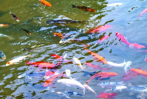 Color fishes in a pond. Different fish in the water