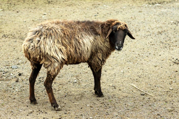 Koyun Çayırda Koyun Var Açık Havada Tarım — Stok fotoğraf