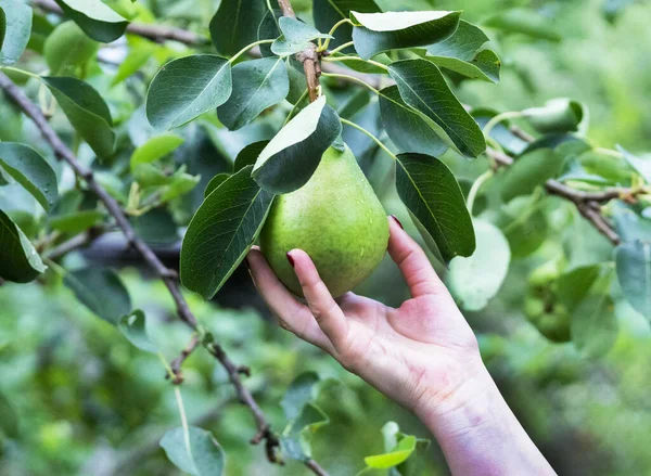 İndeks göz çizelgesine yapışmış. Snellen çizelgesi. Görsel keskinliği ölçmek için kullanılabilen göz çizelgesi. Görsel keskinliği test etmek için standart bir tablo. Görüş düzeltmesi kavramı