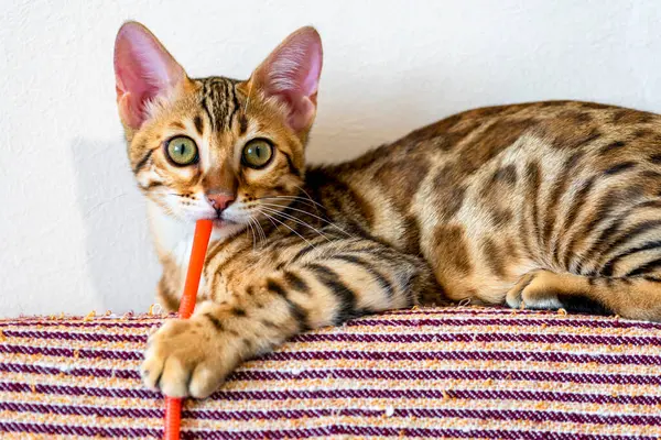 Bengal cat side view. Beautiful cat. Pet with a straw.Copyspace