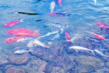 Göletteki renkli balıklar. Sudaki farklı balıklar.