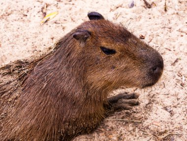 Yerde yatan gerçek bir Kapibara Hayvanı. Capybara - Kapibara (Hydrochoerus hydrochaeris), dünyanın yaşayan en büyük kemirgeni.