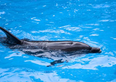 Yunuslar yüzüyor. Yunuslar göbek yukarı, deniz hayvanı.