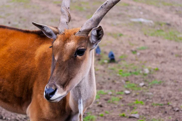 Antelope Canna Naturaleza Animal Con Cuernos Naturaleza Vista Del Antílope —  Fotos de Stock