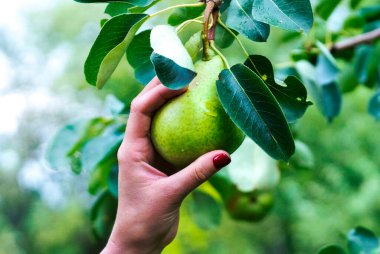 El ağaçta yeşil bir armut alır. Armut hasadı.