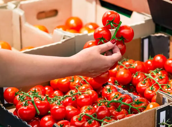 hand  with a  red tomatoes. The female hand takes  fresh vegetables  in a supermarket close-up. woman choosing fresh tomato in store.