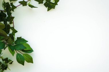 Yeşil bitkiler. Bitki yaprağı dokusu. Doğa, ekoloji, yaşam kavramları. Kopyalama alanı