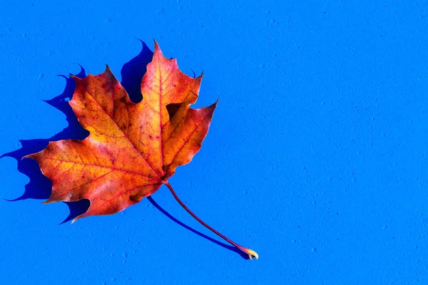 autumn leaf on the blue, turquoise background . Abstract background of leaf. The concept of  fall, autumn.Copy space
