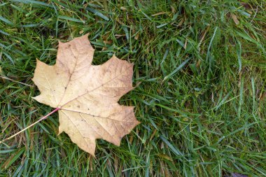  Arka planda sonbahar yaprağı var. Yaprağın soyut arkaplanı. Sonbahar kavramı, sonbahar. Boşluğu kopyala