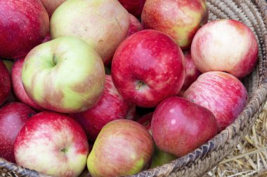 Kırmızı elmalar. Bir grup kırmızı elma. Sağlıklı yemek için konsept ürünler. Sağlıklı yiyecekler. Organik Ürünler. Sonbahar hasadı